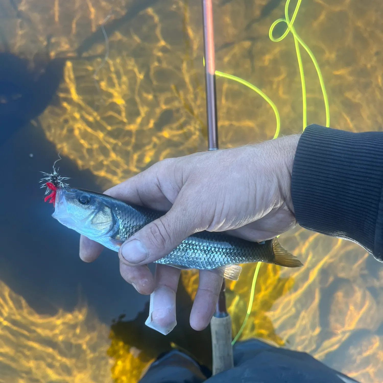Fallfish caught on Fishbrain
