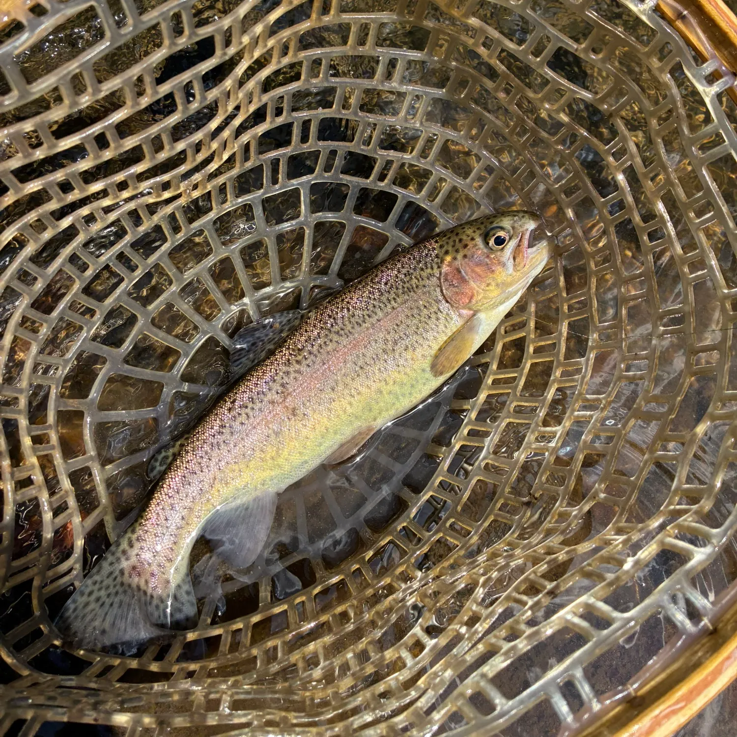 Rainbow trout caught on Fishbrain