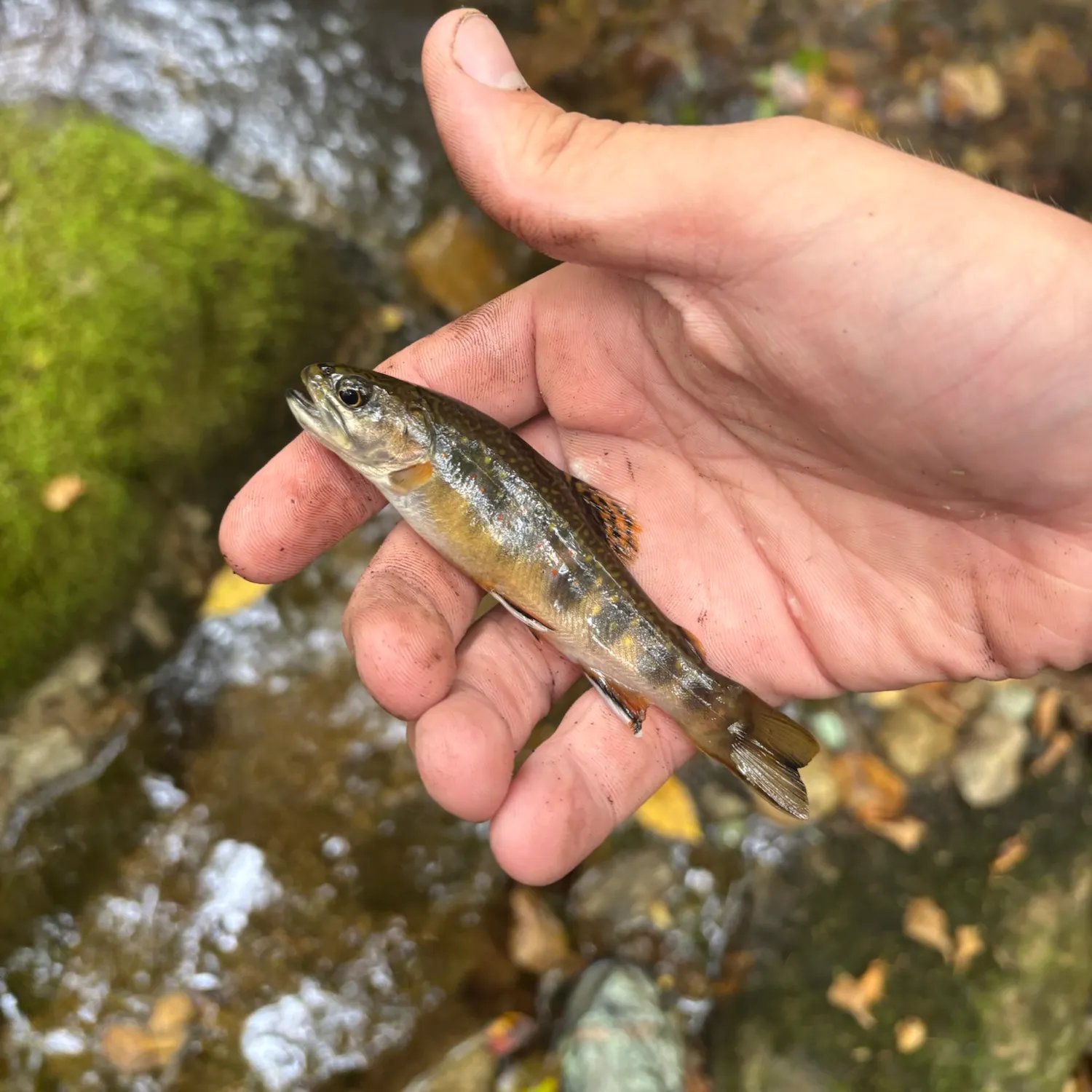 Brook trout caught on Fishbrain