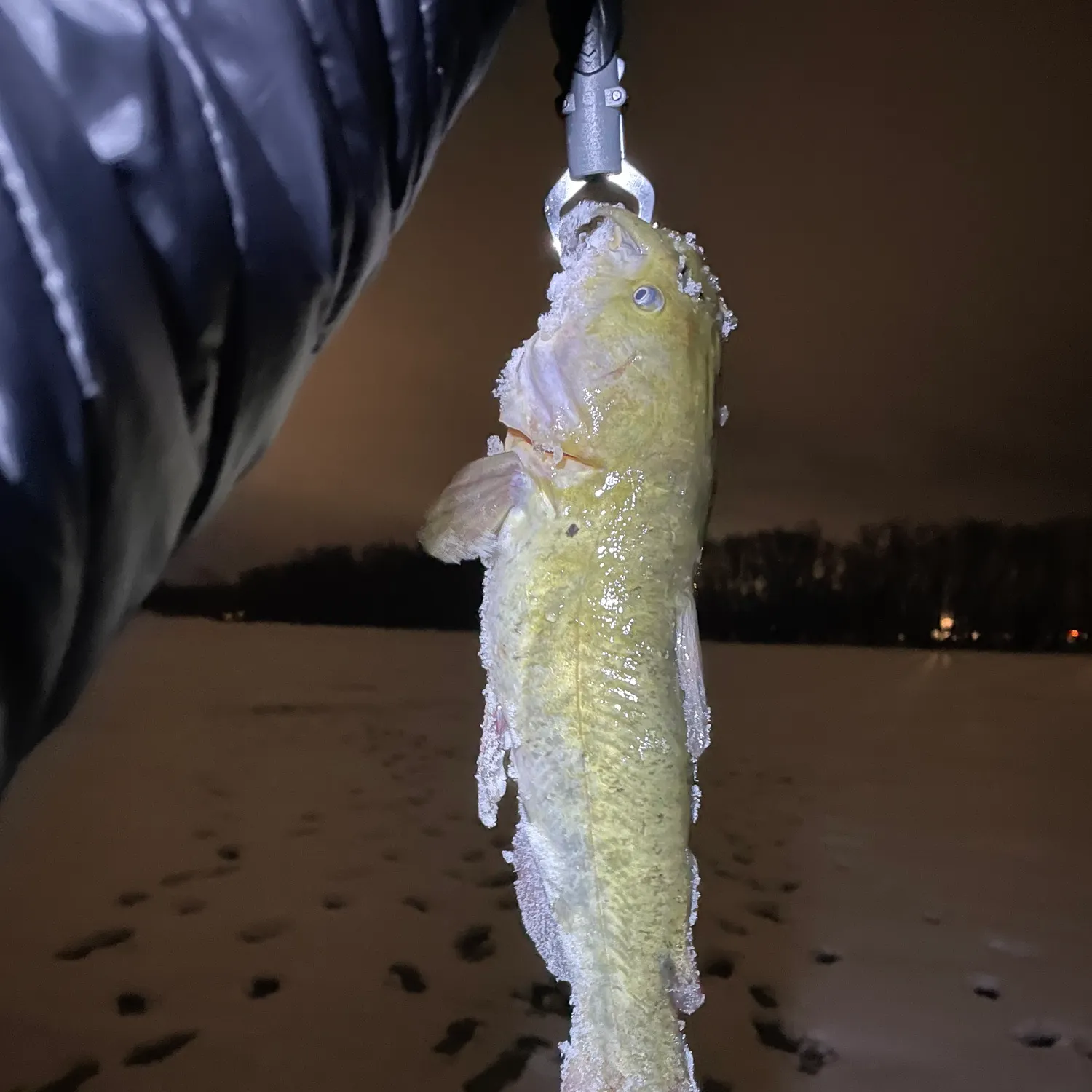 The most recent Brown bullhead catches on Fishbrain