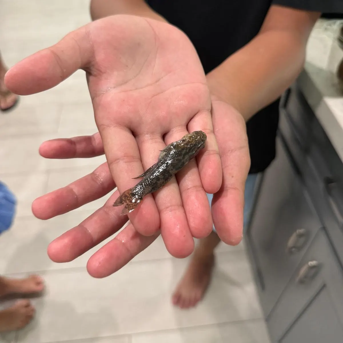 The most recent Rock goby catches on Fishbrain