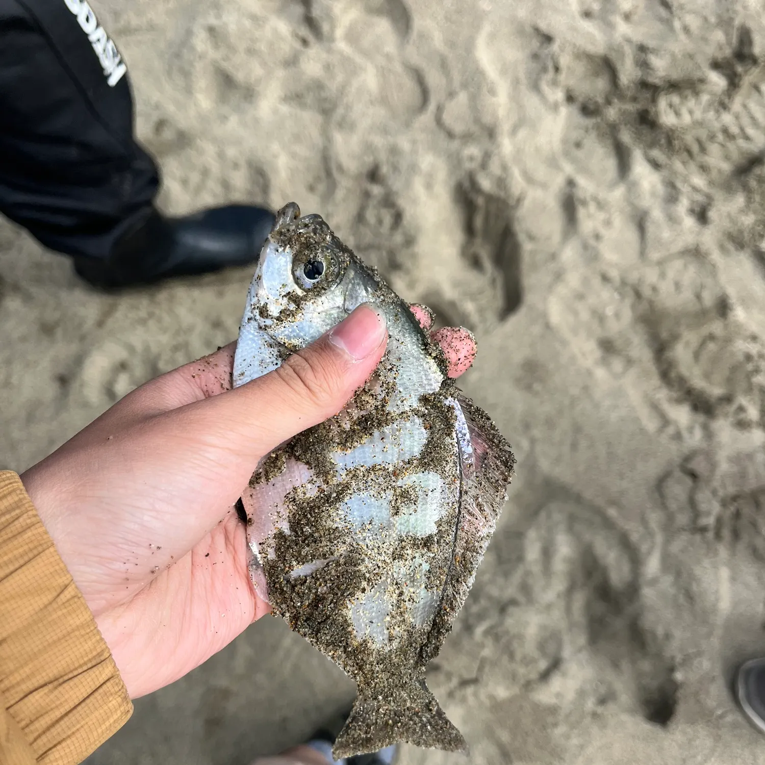 The most recent Silver surfperch catches on Fishbrain