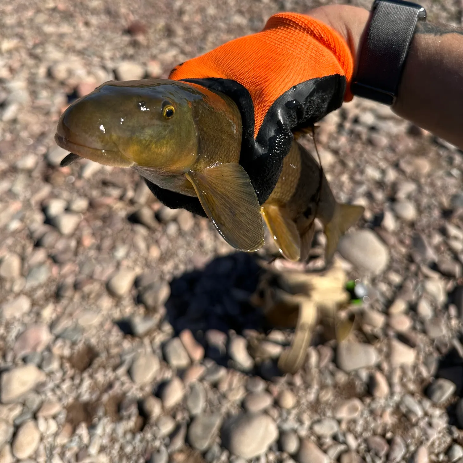 The most recent Sonora sucker catches on Fishbrain