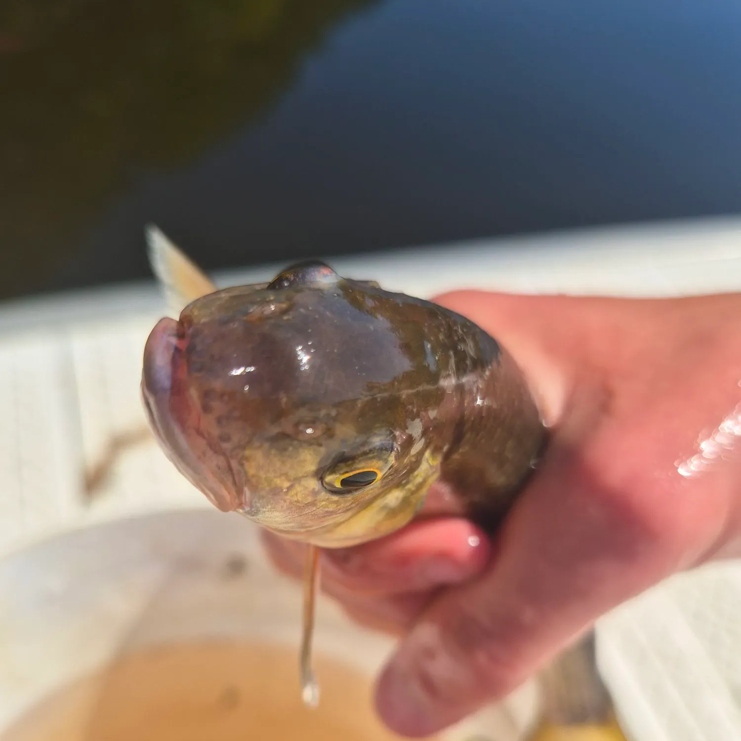 Fallfish caught on Fishbrain