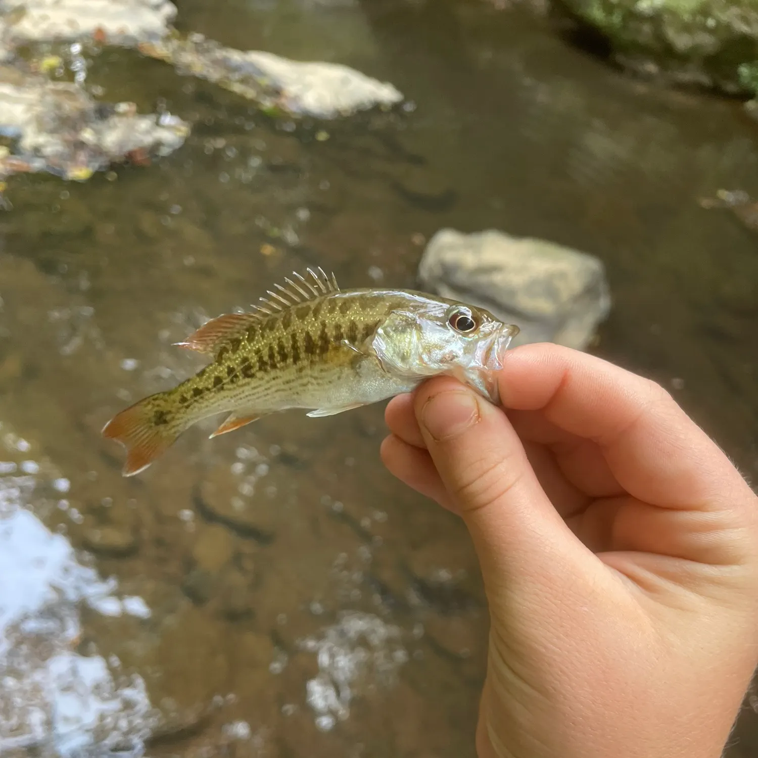 Redeye bass caught on Fishbrain
