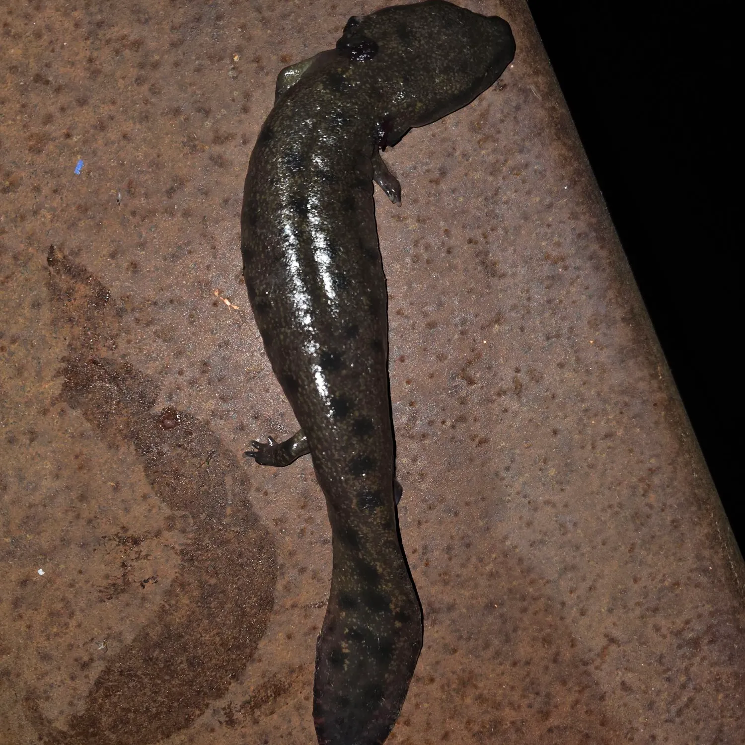 The most recent Common mudpuppy catches on Fishbrain