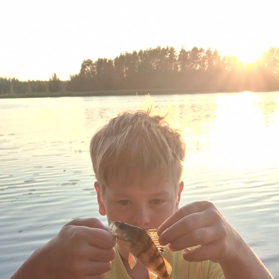 European perch caught on Fishbrain