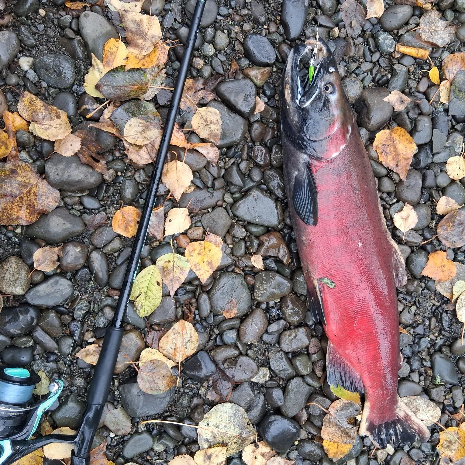 Coho salmon caught on Fishbrain