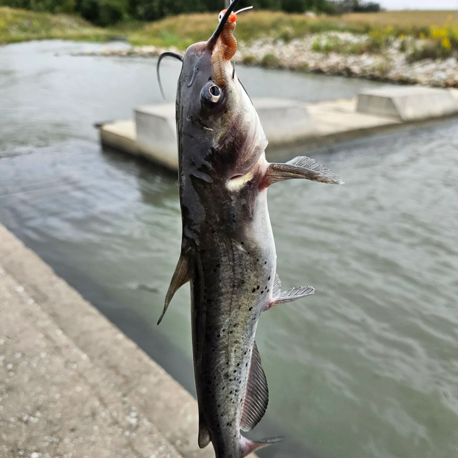 Channel catfish caught on Fishbrain