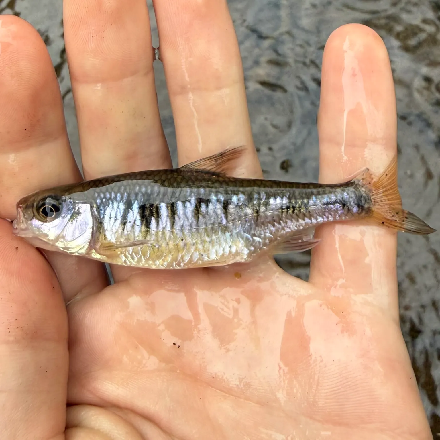 The most recent Crescent shiner catches on Fishbrain