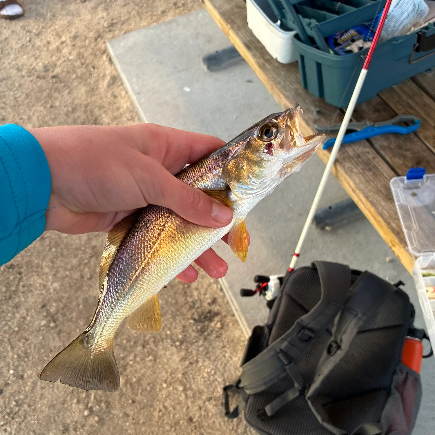 The most recent Sand seatrout catches on Fishbrain