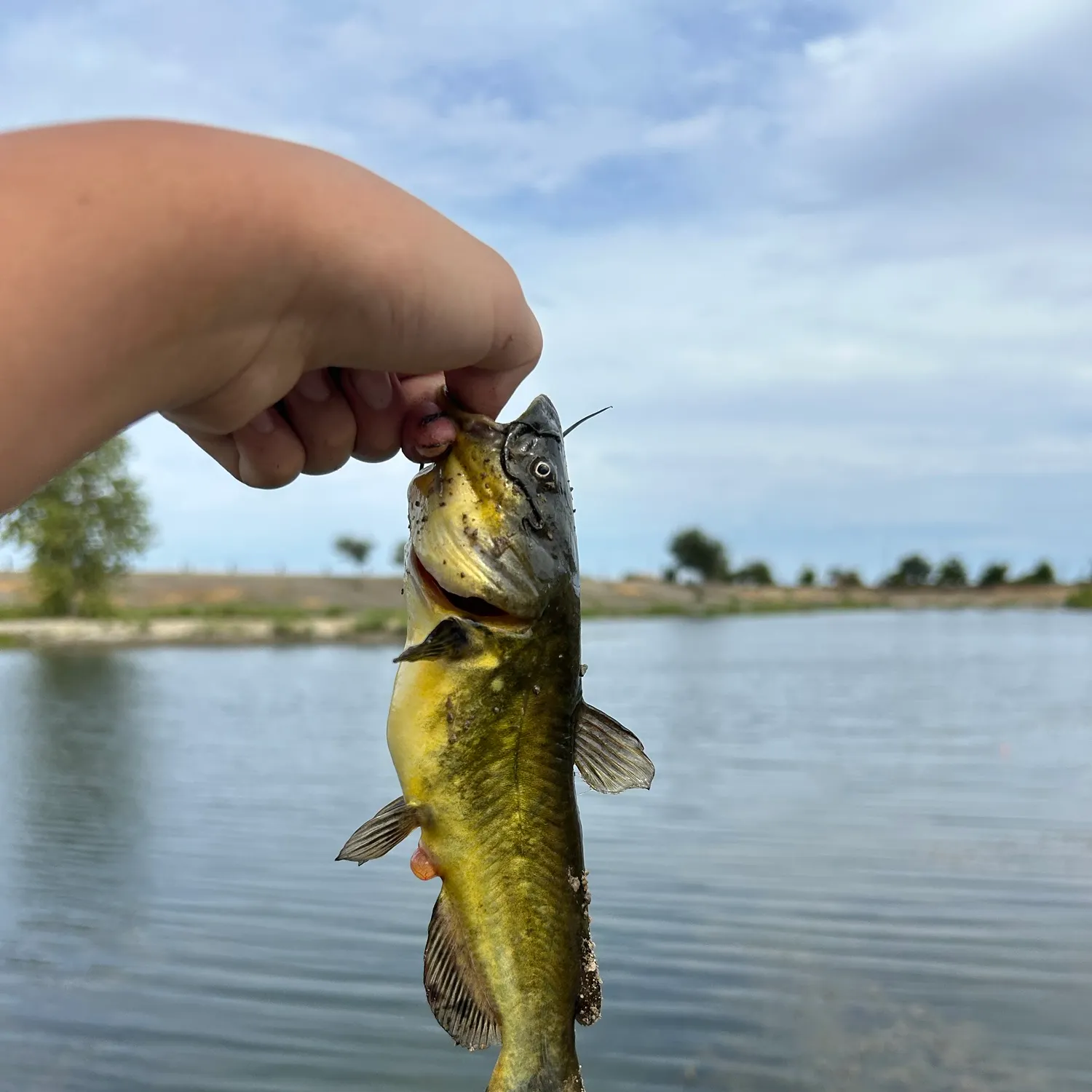 Yellow bullhead caught on Fishbrain