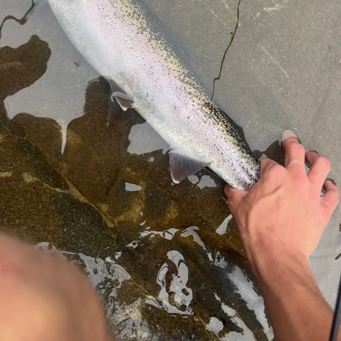 Steelhead caught on Fishbrain