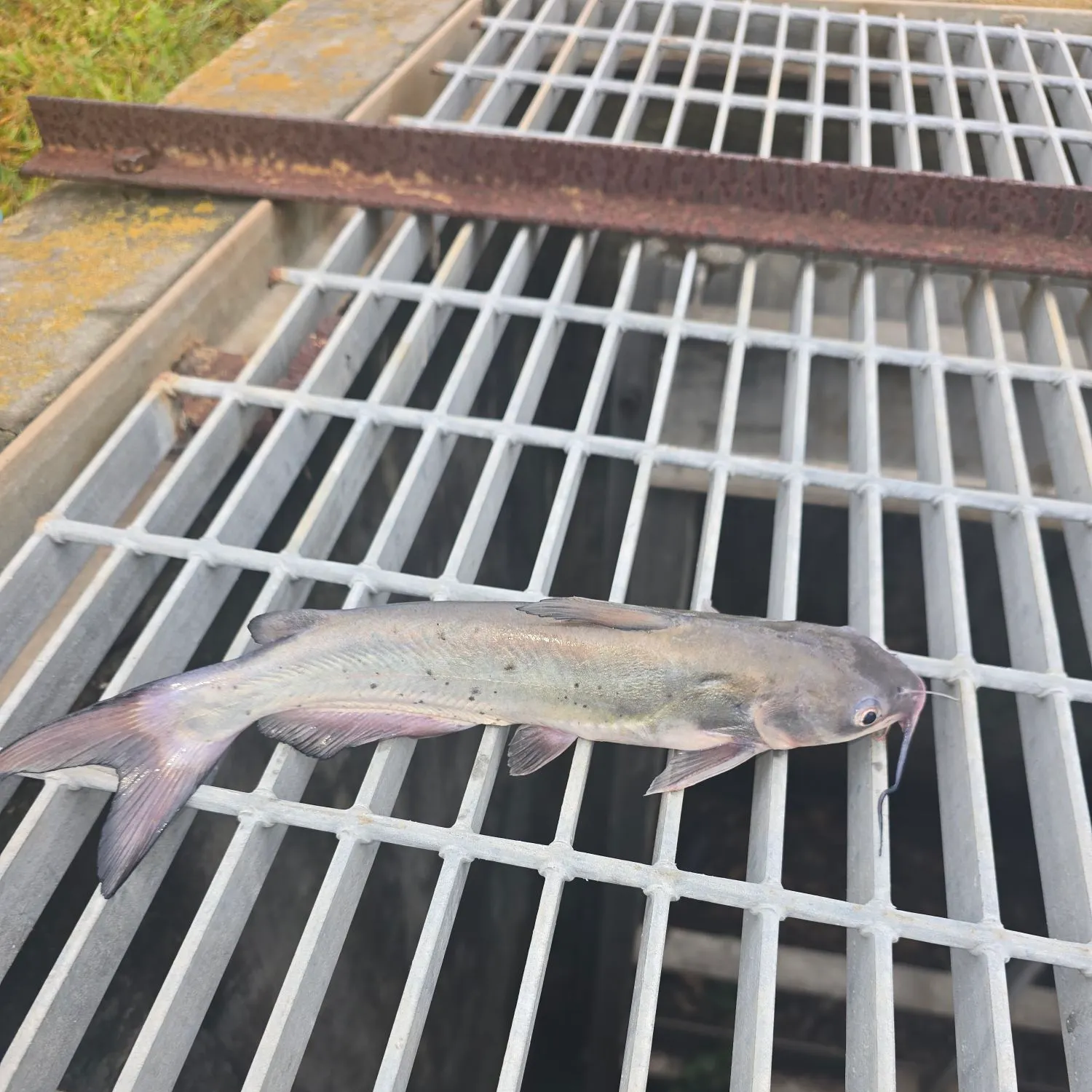 Channel catfish caught on Fishbrain