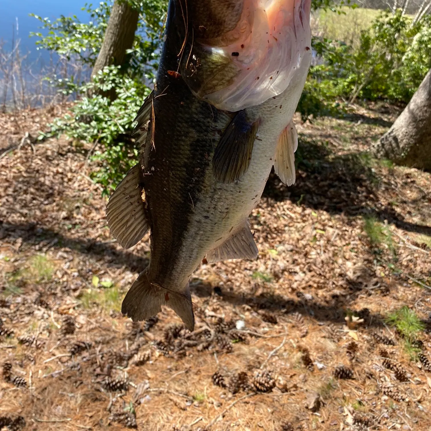 ᐅ Furnace Brook fishing reports🎣• Kingston, MA (United States) fishing