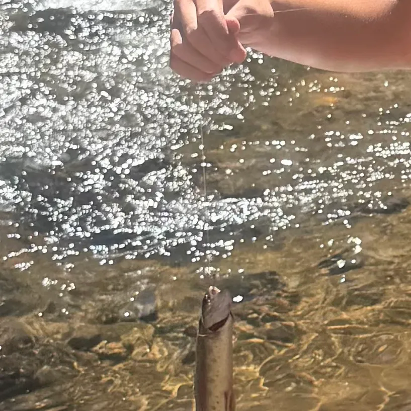 The most recent McCloud river redband trout catches on Fishbrain