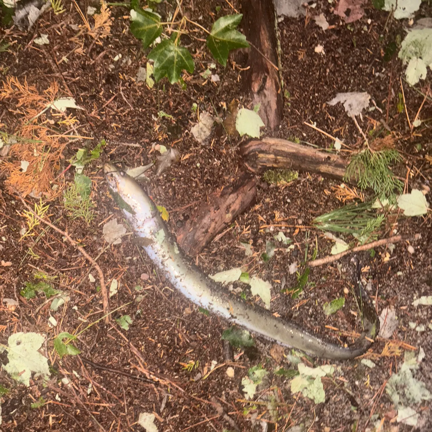 American eel caught on Fishbrain