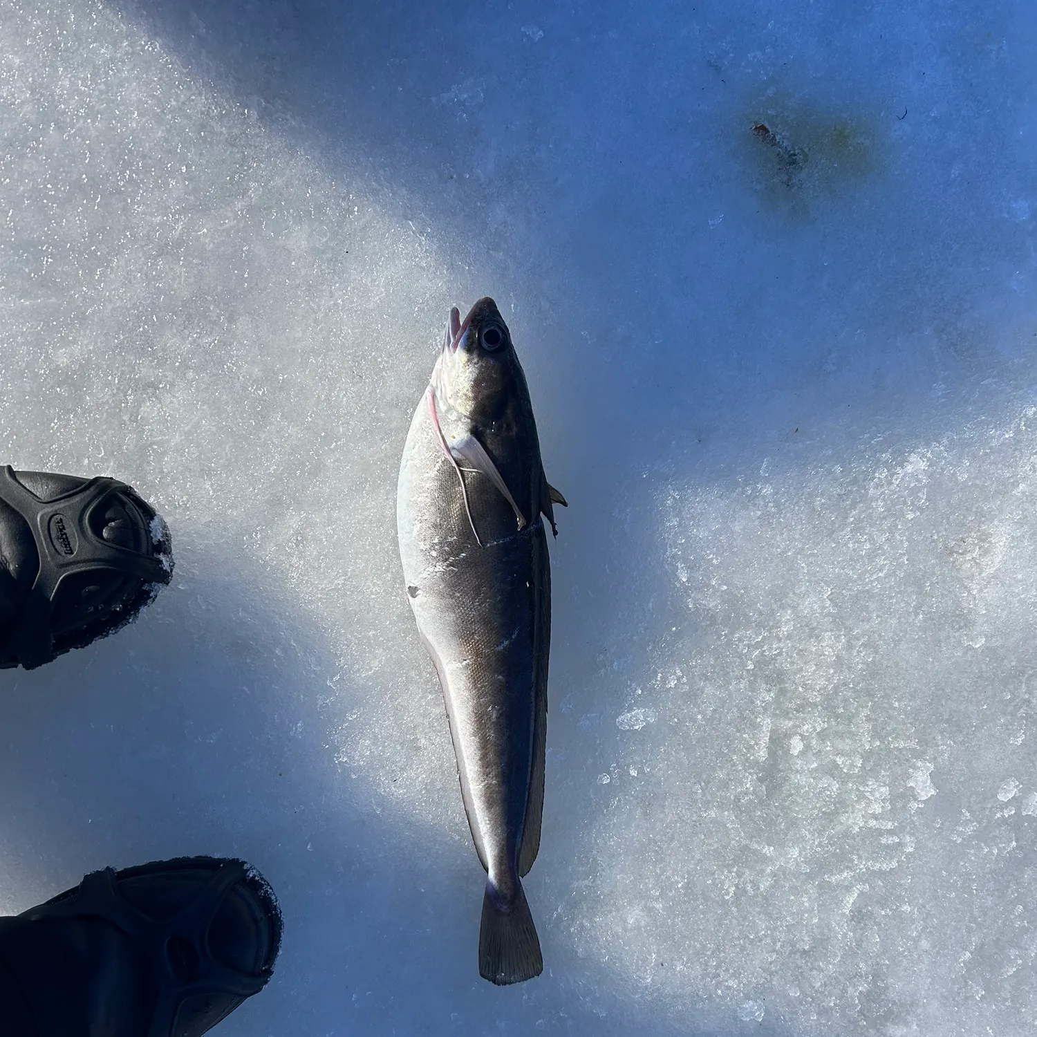 The most recent Red hake catches on Fishbrain