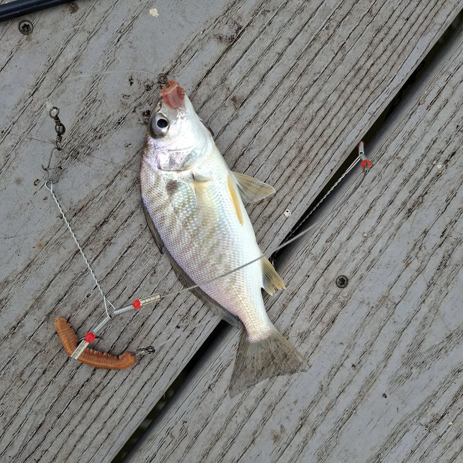 Spot croaker caught on Fishbrain