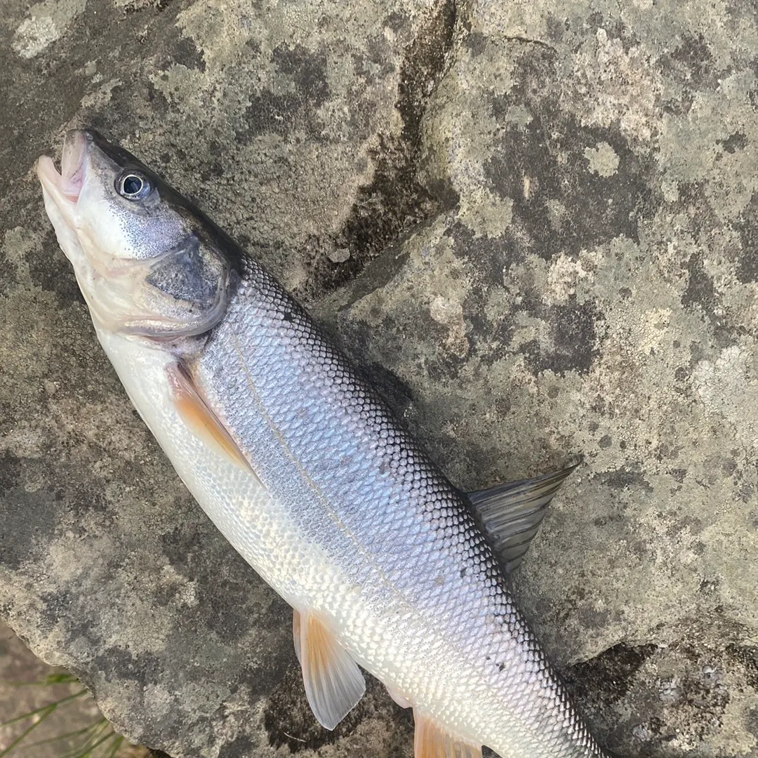 The most recent Northern pikeminnow catches on Fishbrain