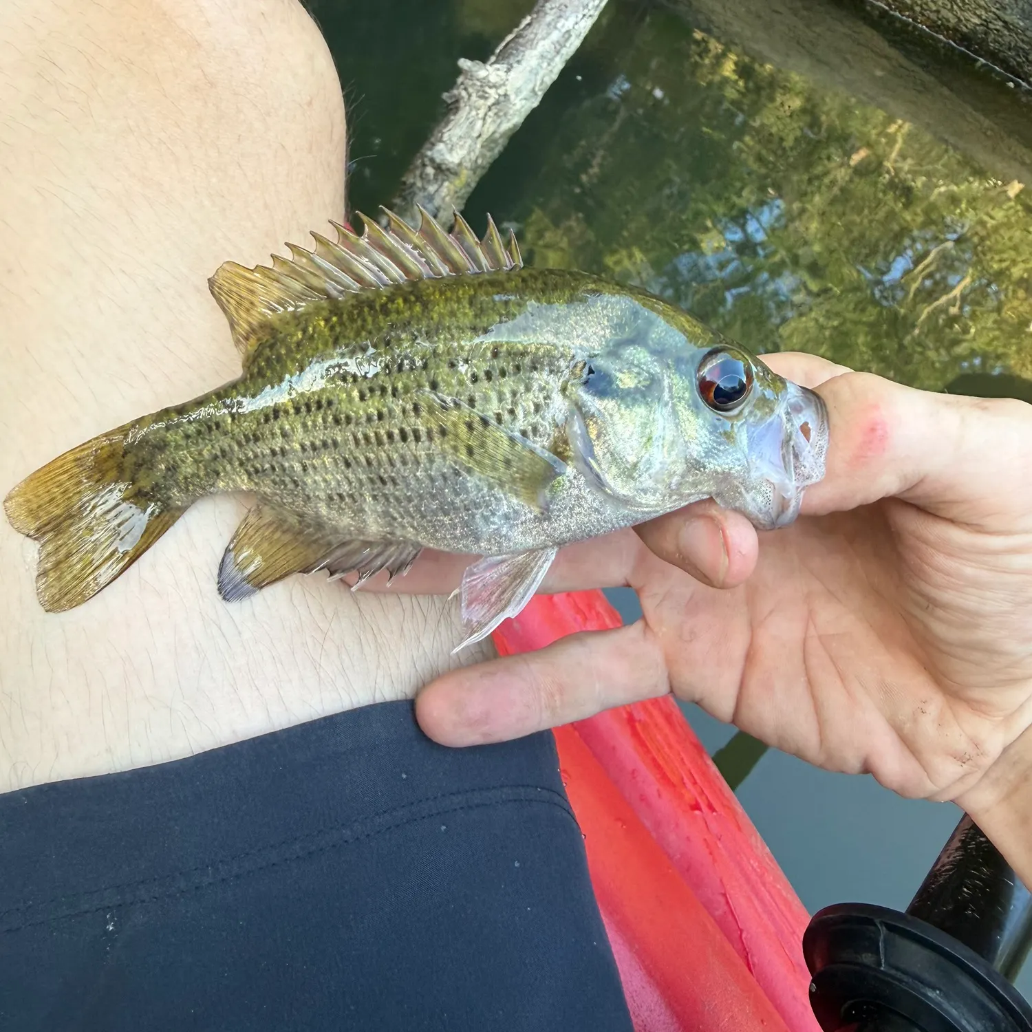 Rock bass caught on Fishbrain