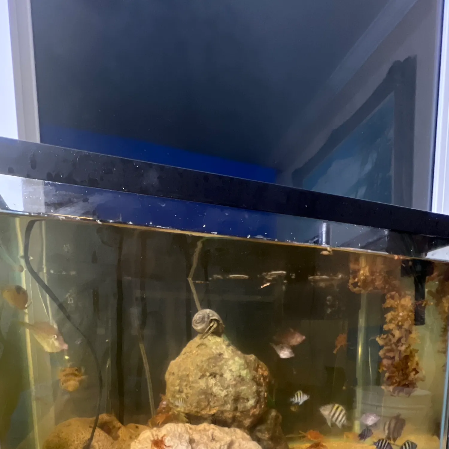 The most recent Tiera batfish catches on Fishbrain