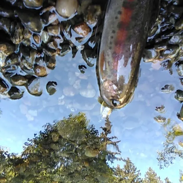 Rainbow trout caught on Fishbrain