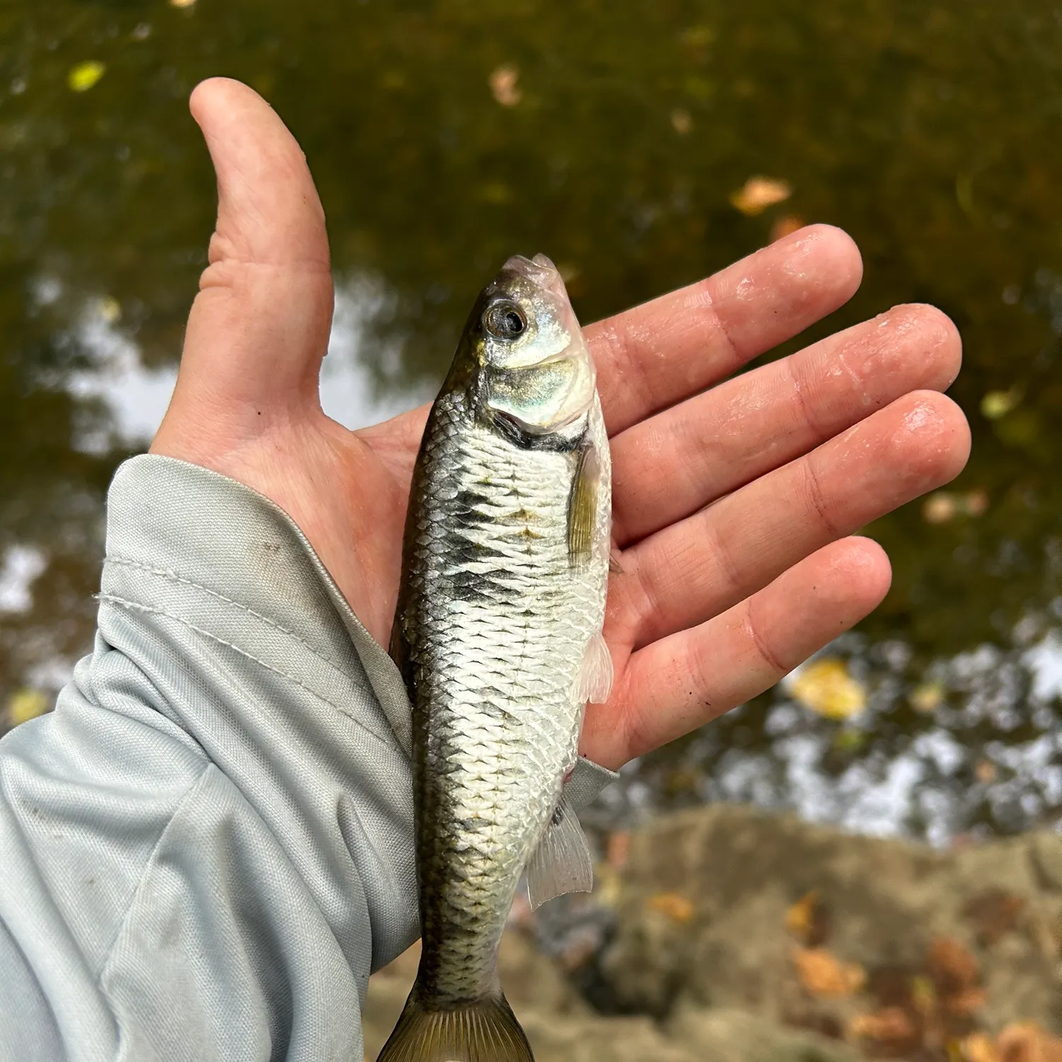 Striped shiner caught on Fishbrain