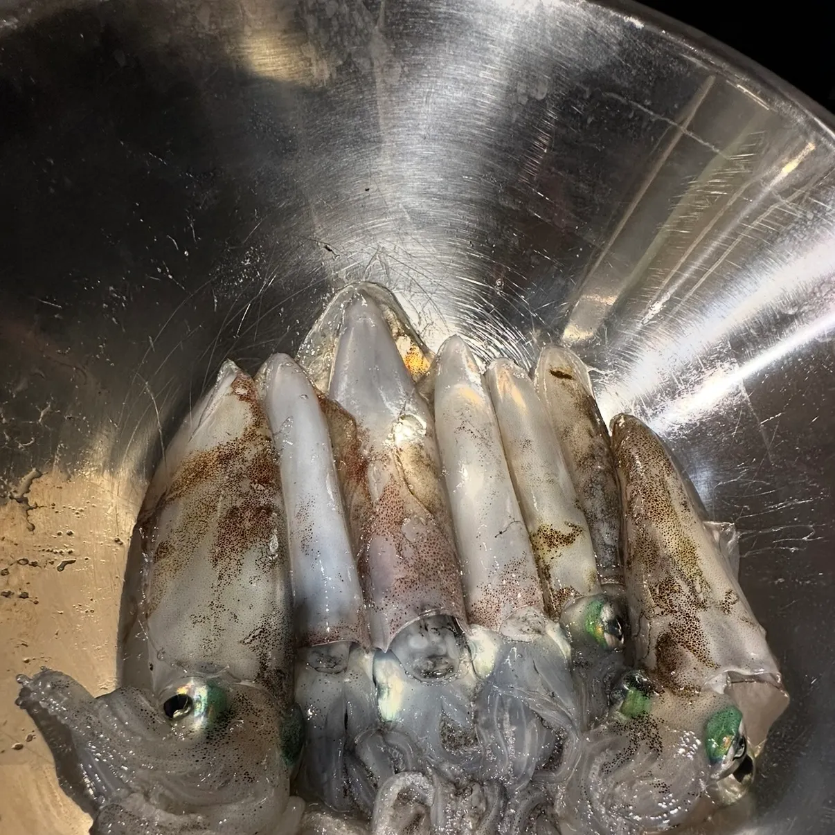 Southern calamari caught on Fishbrain