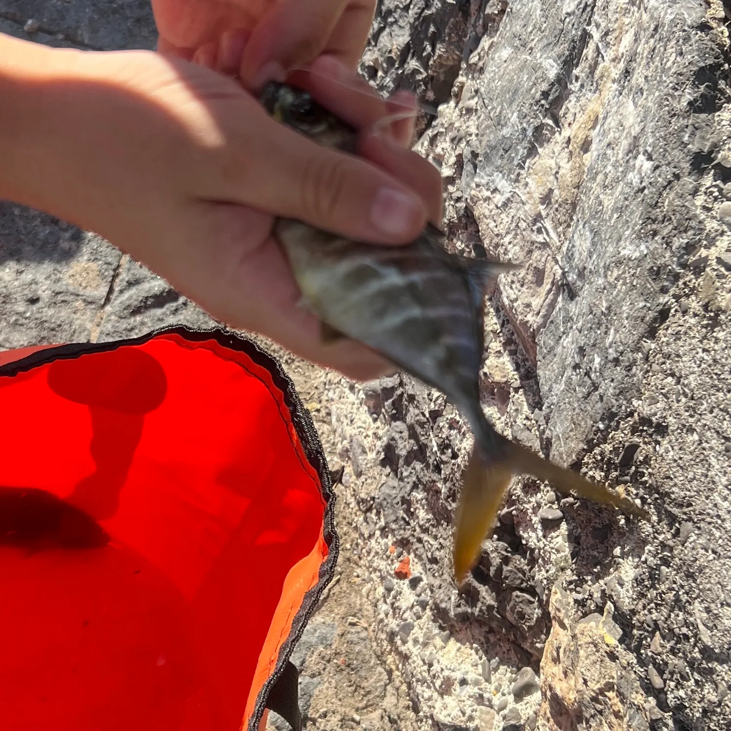 Greater amberjack caught on Fishbrain