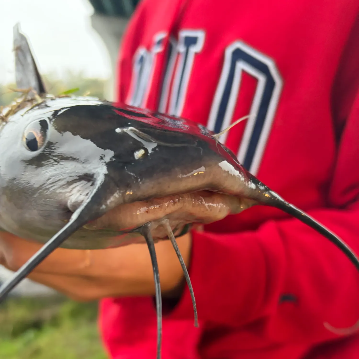 Channel catfish caught on Fishbrain