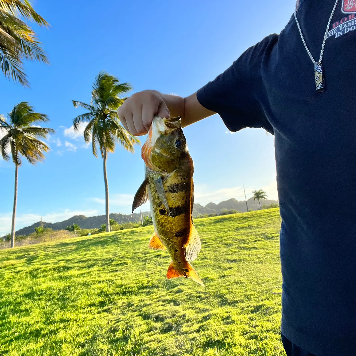 angler catch
