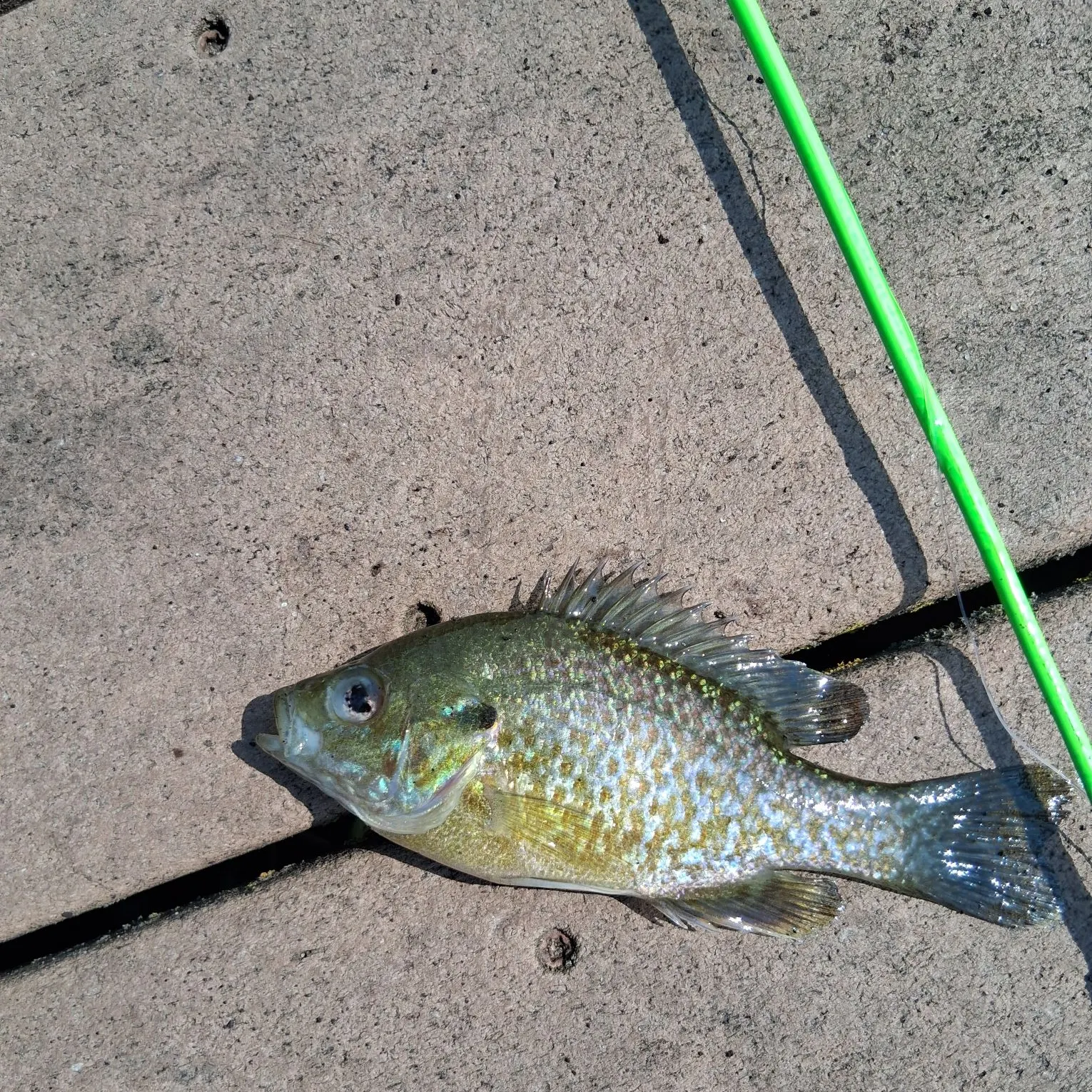Bluegill caught on Fishbrain