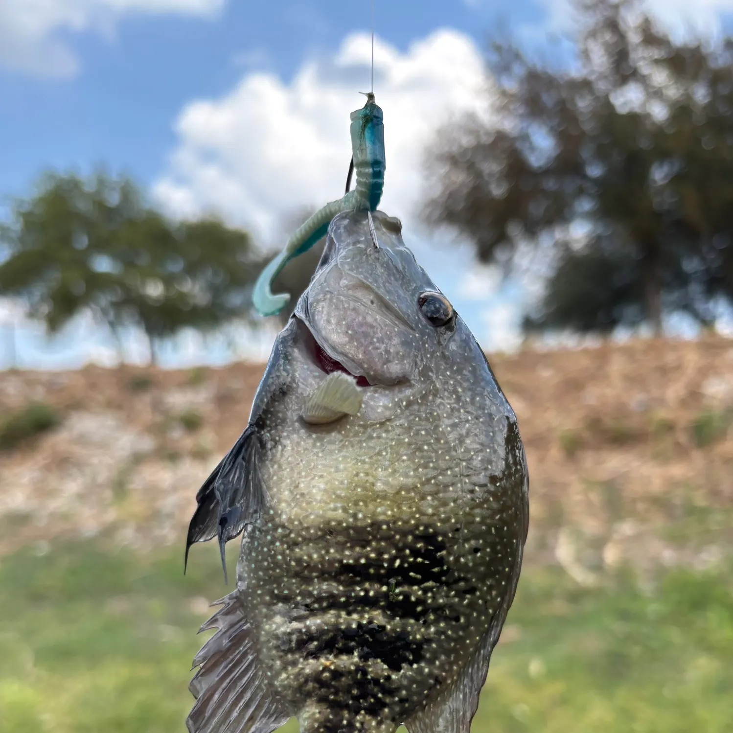 Rio Grande cichlid caught on Fishbrain