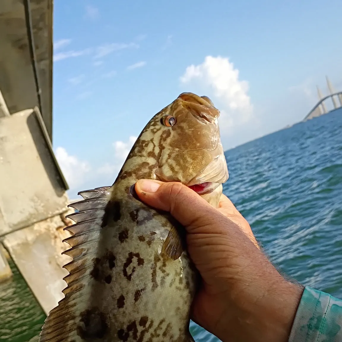 The most recent Gag grouper catches on Fishbrain