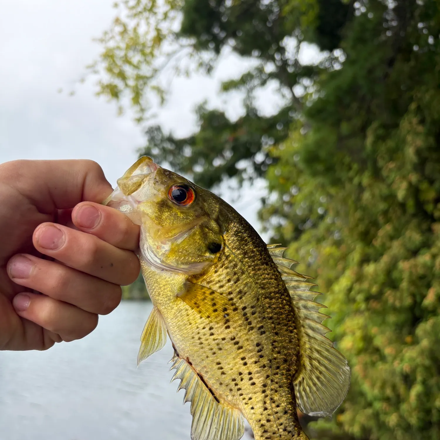 Rock bass caught on Fishbrain