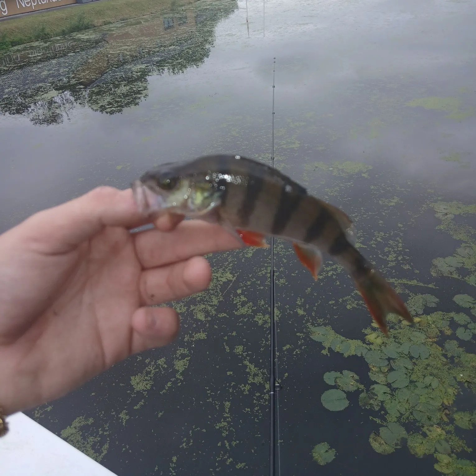 European perch caught on Fishbrain