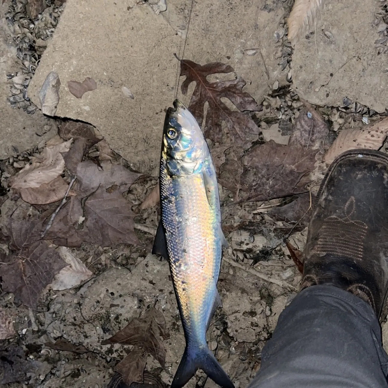The most recent Blueback shad catches on Fishbrain