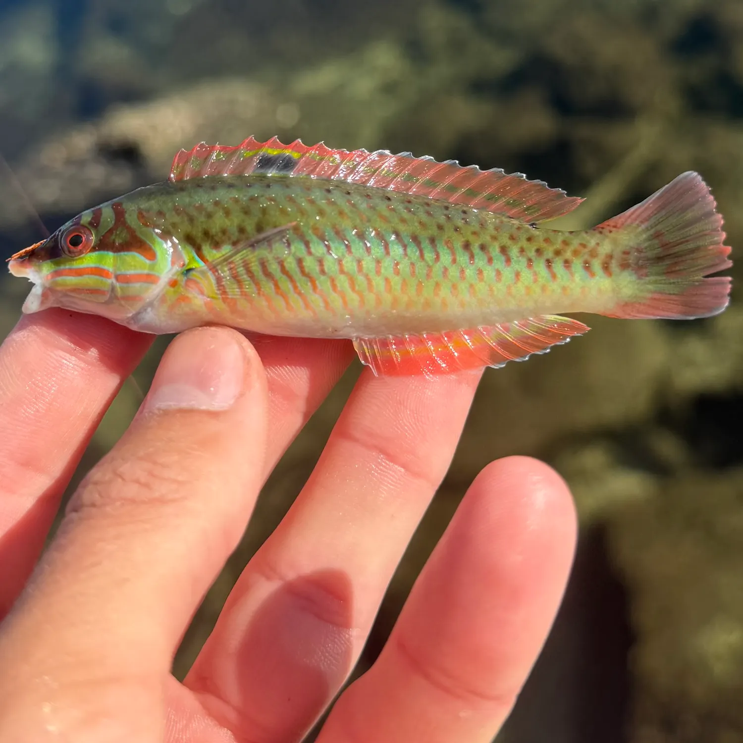 The most recent Clown wrasse catches on Fishbrain