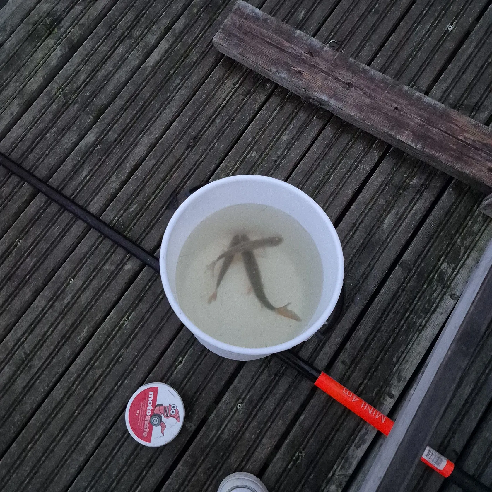 Common roach caught on Fishbrain