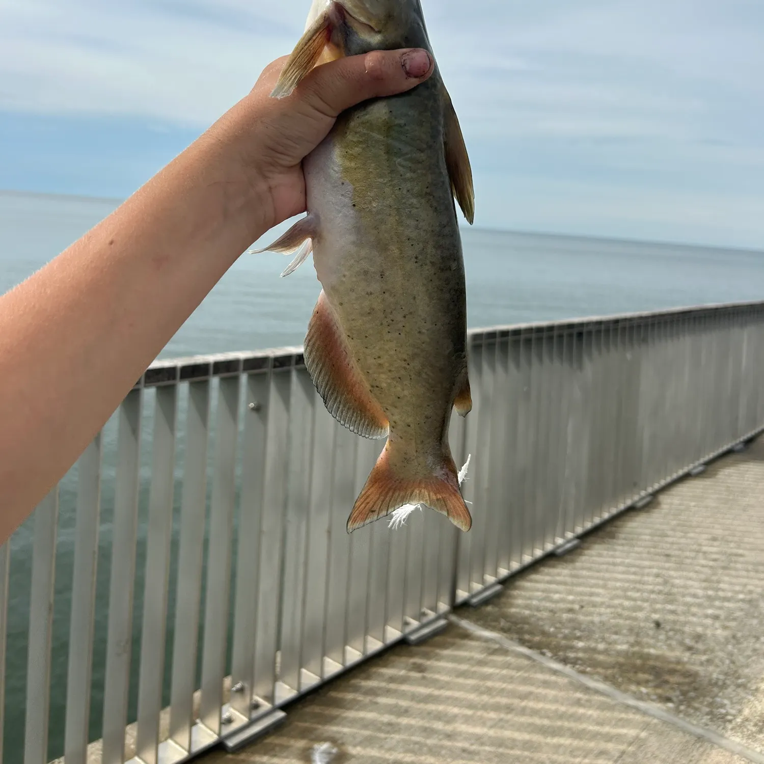 Channel catfish caught on Fishbrain