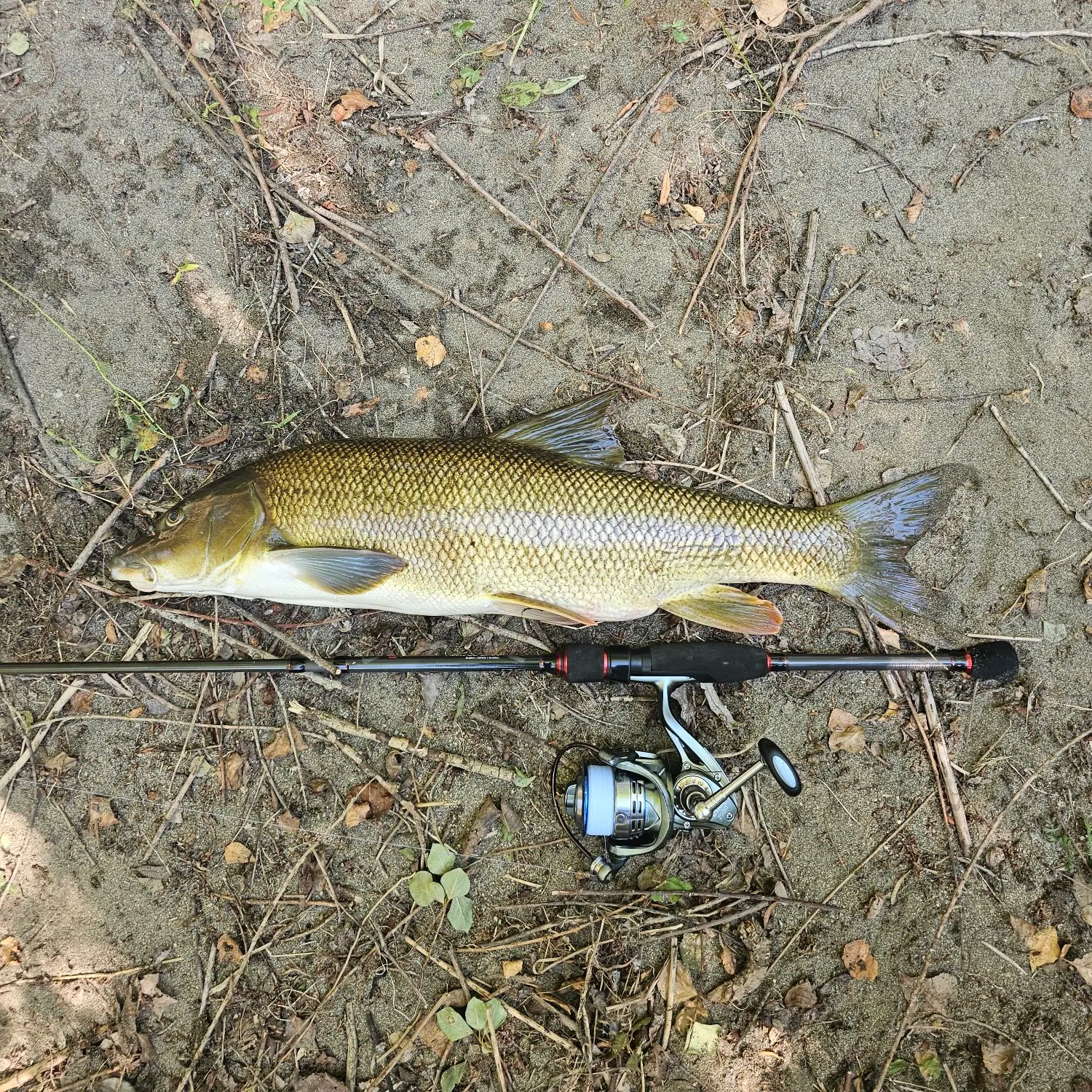 The most recent Common barbel catches on Fishbrain