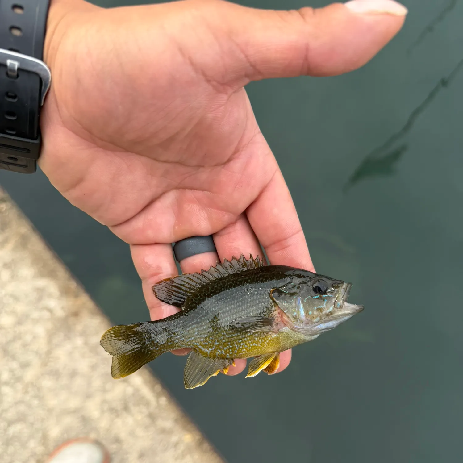 catch