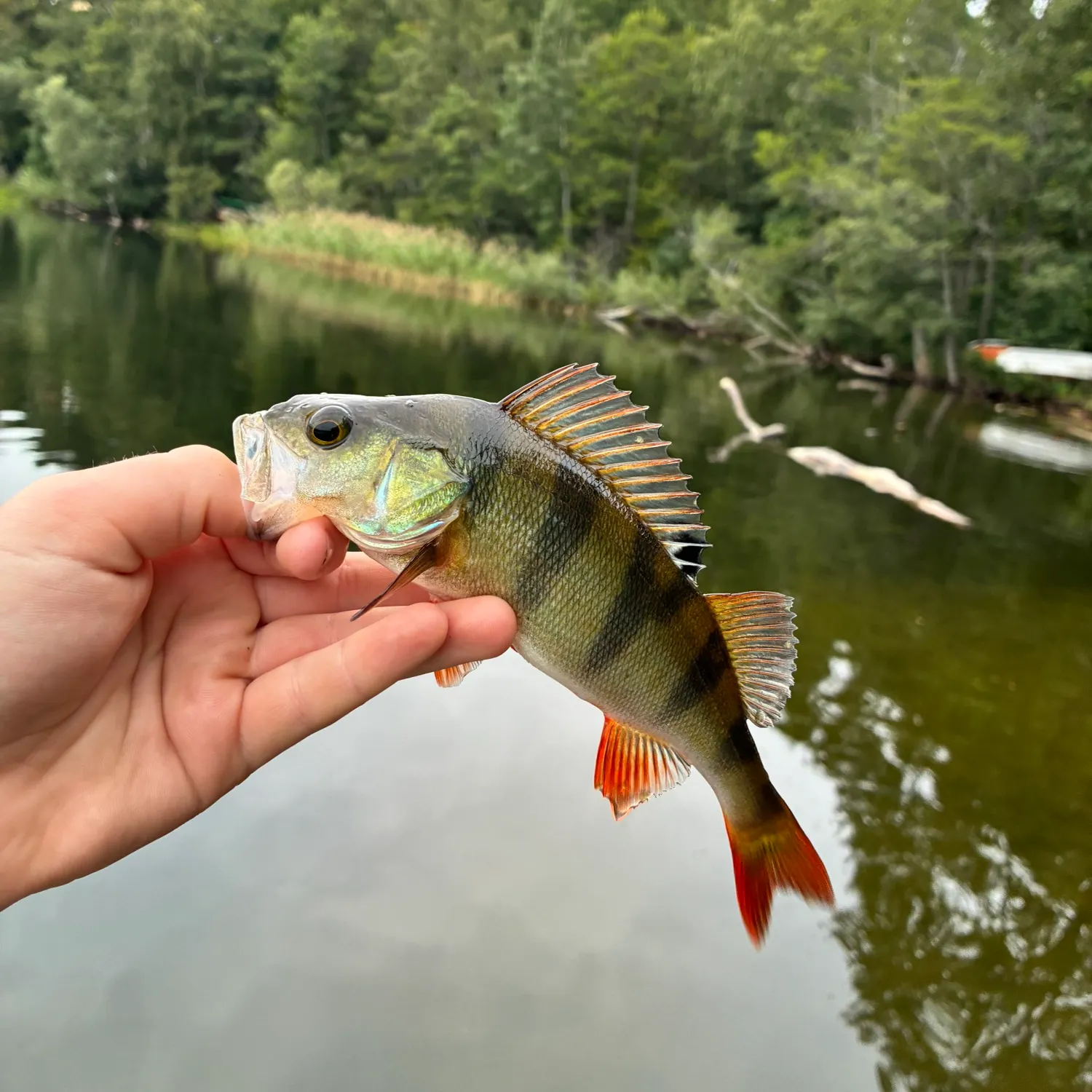 European perch caught on Fishbrain