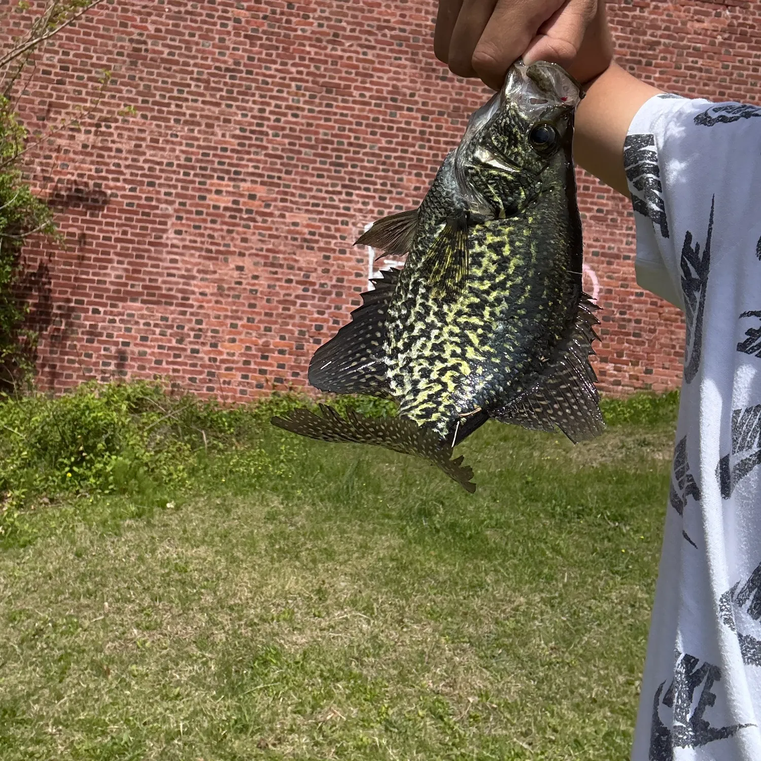 angler catch