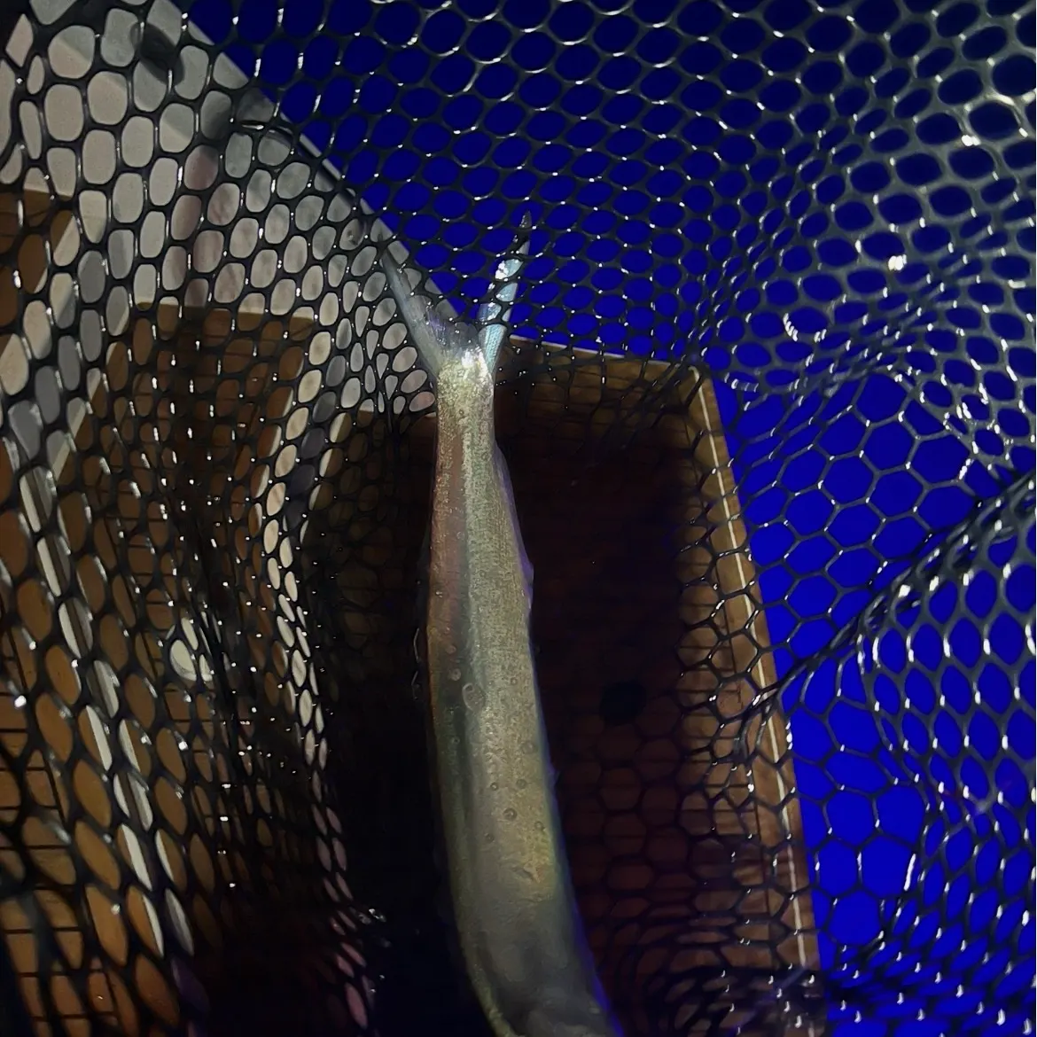 Dorab wolf-herring caught on Fishbrain