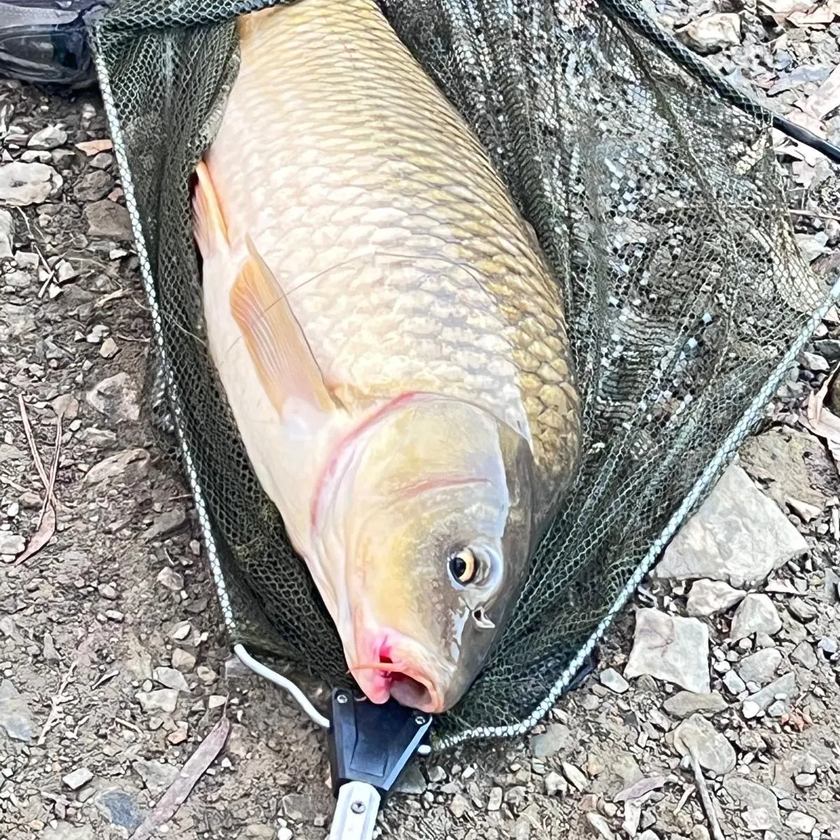 Common carp caught on Fishbrain