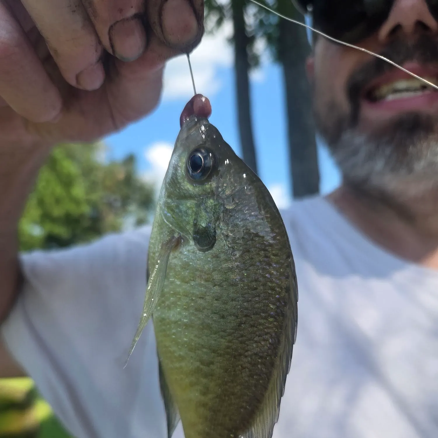 Bluegill caught on Fishbrain