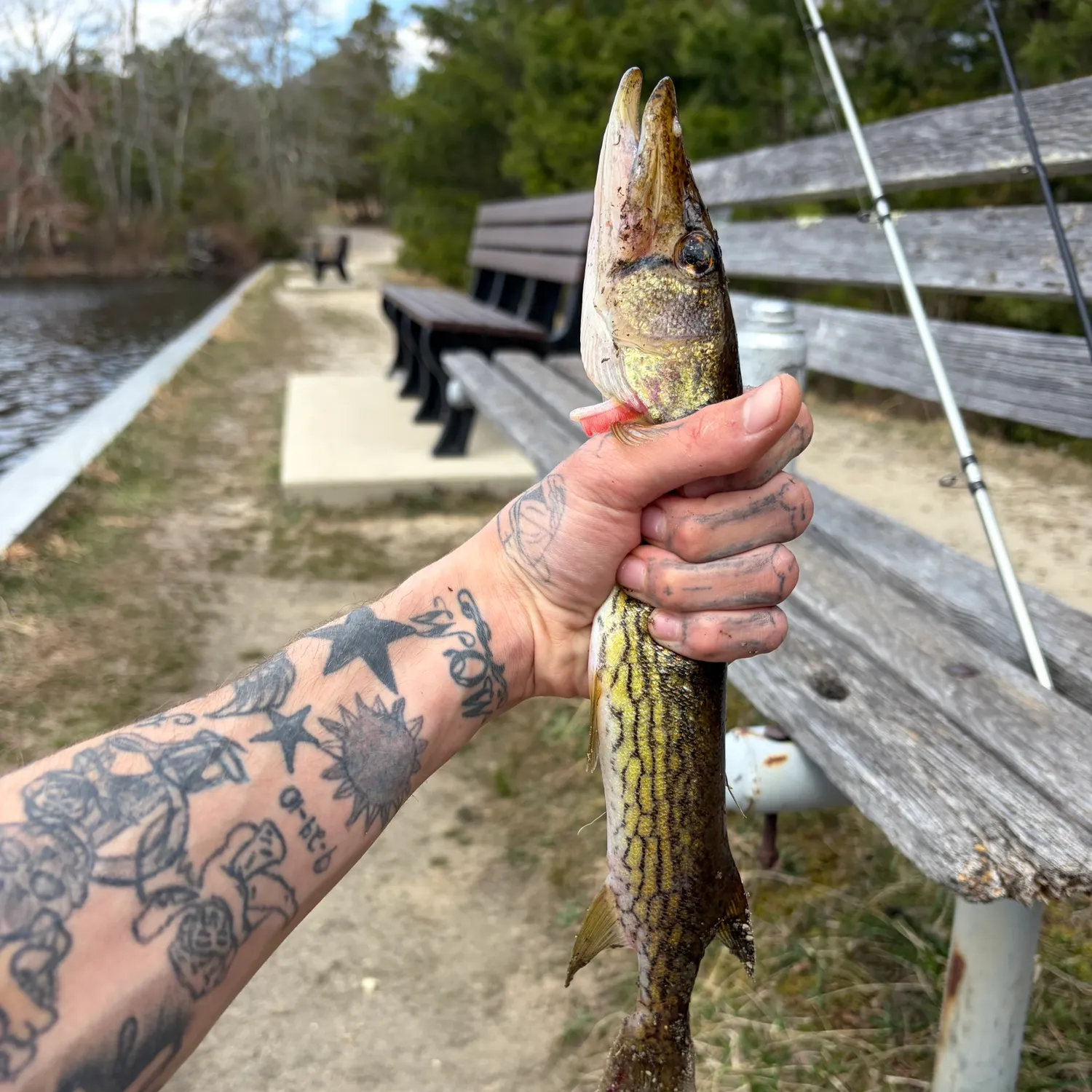 The most recent Chain pickerel catches on Fishbrain