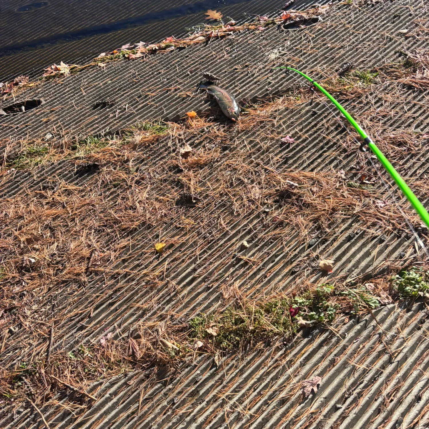 Rainbow trout caught on Fishbrain